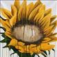 Drippy Sunflower event image