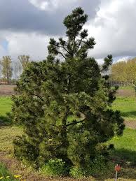 Leucodermis antoine markgraf) that grows in mount strellca in bjeshket e nemuna in kosovo. Pinus Heldreichii Pinaceae Van Den Berk Nurseries