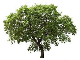 20 Tree Png Images For Architecture Landscape Interior Renderings Dzzyn Com Dzzyn Pohon Arsitektur