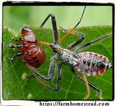 Beneficial Insects Who Are The Good Guys Farm Homestead