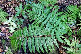 Image result for Pteris commutata