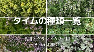 ク リーピング タイム 種類