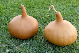 Image result for Lagenaria