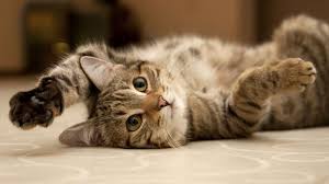 Maybe you would like to learn more about one of these? Tanda Ketakutan Hingga Kekuatan Ini 7 Arti Mimpi Melihat Kucing