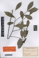 Image result for Pycnobotrya