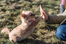Chihuahuas remained a rarity until the early 20th century and the american kennel club. Chihuahua Erziehung Chihuahuaseite De