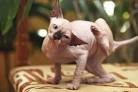 are sphynx cats hypoallergenic for people with cat ...