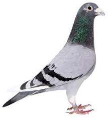 Cel mai scump porumbel din lume. Porumbei Istorici Articole Romanian Racing Pigeons