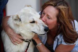 Dog injured in Afghanistan finds new life in Indiana