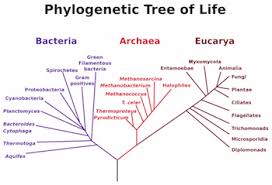 archaea bacteria similarities differences video