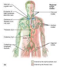The kidneys are shaped like beans and are found right below the rib cage on both sides of the body. Mastering A P Ii Chapter 20 The Lymphatic System And Lymphoid Organs And Tissues Diagram Quizlet