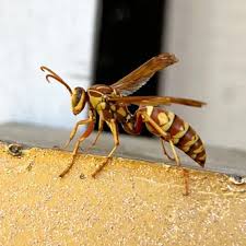 Image result for Anisopappus paucidentatus