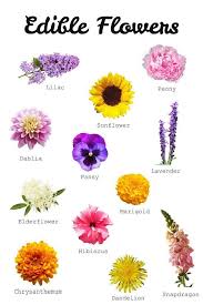 Your Guide To Edible Flowers In 2020 Edible Flowers Recipes Edible Flowers Flower Food