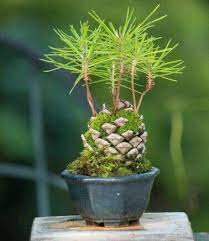 How to create a pine cone bonsai tree. Quickcrop Uk You Can Make A Cool Little Pine Cone Bonsai Tree By Placing A Pine Cone In A Pot And Keeping It Watered Until It Sprouts Add A Little Moss