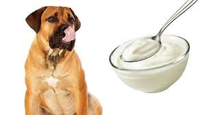 Why is greek yogurt good for dogs? Can Dogs Eat Greek Yogurt What Do Experts Think