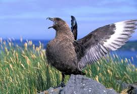 Brown Skua Catharacta Antarctica Sea Birds Bird Life List I Like Birds
