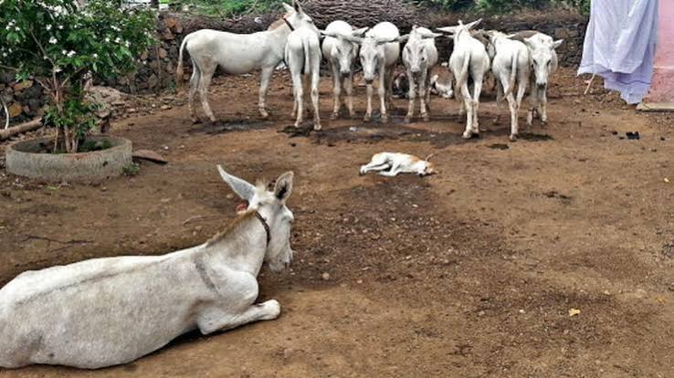 Even a donkey has its day here - The Hindu