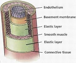 Circulatory Systems