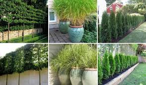 And because a pattern distracts the eye, you may not need a solid screen. Add Privacy To Your Garden Or Yard With Plants Amazing Diy Interior Home Design