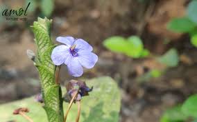 Image result for Acanthaceae