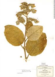 Image result for Wigandia urens