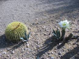 It is also unofficially known as cereus peruvianus. Peruvian Apple Cactus And Its Night Blooming Flowers Owlcation