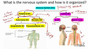 Posted on january 23, 2016 by admin. 8 1 The Nervous System Structure And Function Youtube