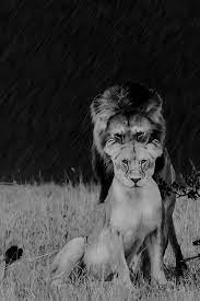 Una Imagen Dice Mas K Mil Palabras Animals Beautiful Lion Art Cute Animals