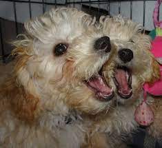 Maybe you would like to learn more about one of these? Pooton Puppy Breeder Pooton Puppies For Sale Petite Joie Puppies Puppies Puppies For Sale Companion Dog