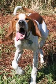 Black And Tan Treeing Walker Coonhound Beagle Mix Coondawgs Com Coonhound Classifieds And Message Forum Red Tick Coonhound Coonhound English Coonhound