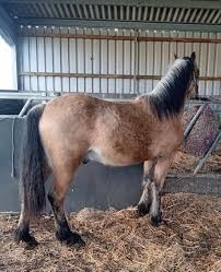Image result for Medium Buckskin 1989 Colt