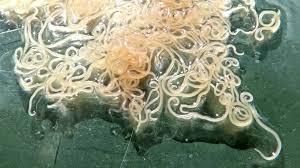 Image result for Helminth