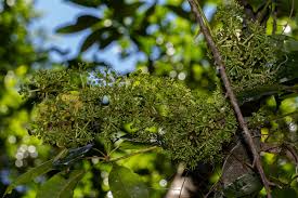 Image result for Astropanax