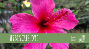 Maybe you would like to learn more about one of these? How To Make Natural Dye With Hibiscus Organic Color Red And Pink Youtube