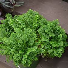 Image result for Selaginella kivuensis