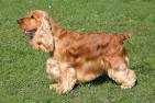 Cocker Spaniel Dog Breed Information - American Kennel Club