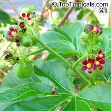 Image result for Jatropha gossypiifolia