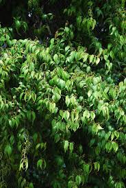 Image result for Eugenia natalitia