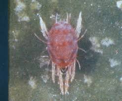 Image result for red mite