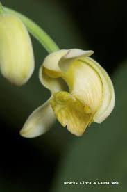 Image result for Ecbolium clarkei