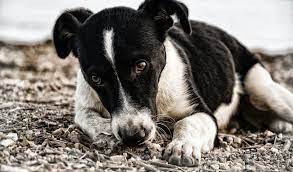 Kennt sich jemand mit der gabe von novalgin bei hunden aus?? Was Halter Uber Schmerzmittel Fur Hunde Wissen Mussen