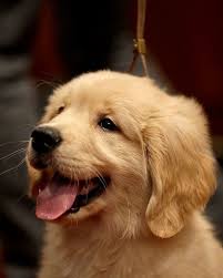 Golden Goldenretriever Baby Cute Love Tumblr Dog Dogsofinstagram Retriever Puppy Dogs Golden Retriever Golden Retriever