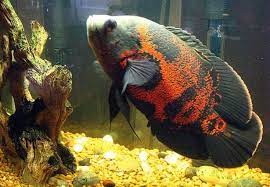 Check spelling or type a new query. 6 Jenis Ikan Hias Air Tawar Termahal