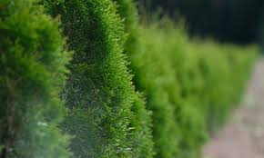 Creates a sound barrier to reduce noise. Best Shrubs Trees To Use For Privacy Hedges Screening Organic Plant Care Llc Tree Service In Hunterdon Morris Somerset Union Counties Nj And Bucks County Pa