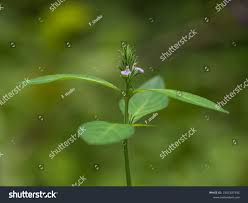 Image result for Justicia incana