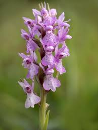 Image result for Cyrtorchis praetermissa