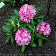 Rhododendron Yakushimanum Kalinka Rozanecznik Jakuszimanski Rhododendron Pretty Flowers Garden Plants