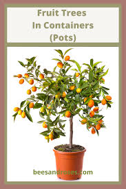 Citrus and tropical trees are also best fruit trees to grow in containers or pots in the early stage. Tips And Tricks For Growing Fruit Trees In Containers Bees And Roses