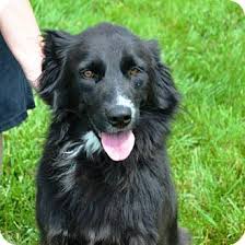 We did not find results for: Indianola Ia Border Collie Meet Fiona A Pet For Adoption