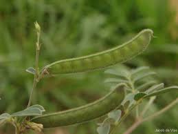 Image result for Tephrosia pumila